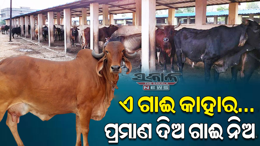 ଗାଈ ଉଠାଇନେଲେ; ଆଉ ଫେରାଉ ନାହାନ୍ତି : ବିଏମ୍‌‌ସି କାର୍ଯ୍ୟାଳୟରେ ଗୋପାଳକଙ୍କ ଭିଡ଼