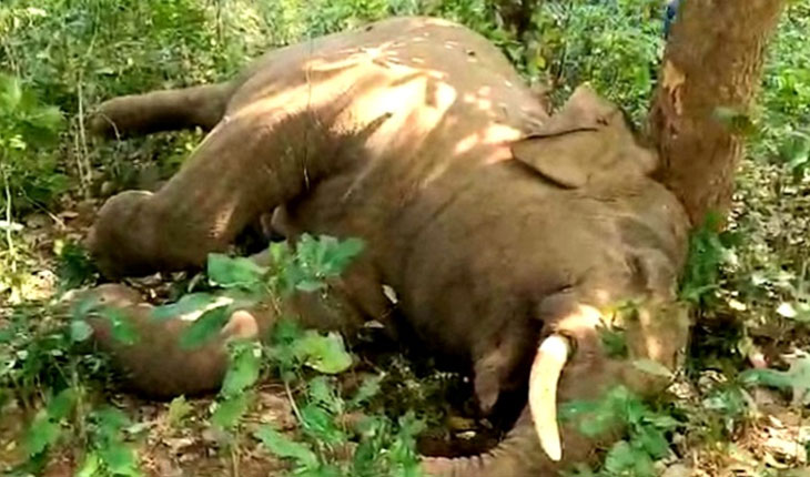 ବର୍ବରା ସେକସନ୍‌ ଖରିଆପଲ୍ଲୀ ଜଙ୍ଗଲରୁ ଦନ୍ତା ହାତୀର ମୃତଦେହ ଠାବ