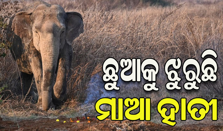 ମାତୃତ୍ୱ ପ୍ରେମର କରୁଣ ନିଦର୍ଶନ: ଛୁଆହାତୀର ମୃତଦେହ ପୋତାସ୍ଥାନରୁ ଛାଡି ଯାଉନାହିଁ ମାଆହାତୀ