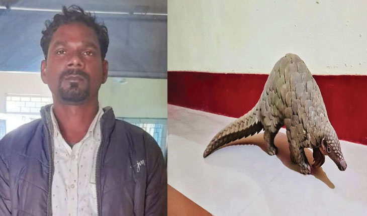 STF ପଞ୍ଝାରେ ବଜ୍ରକାପ୍ତା ଚୋରାଚାଲାଣକାରୀ, ଜୀବନ୍ତ ବଜ୍ରକାପ୍ତା ଉଦ୍ଧାର