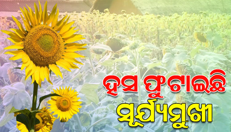ସୂର୍ଯ୍ୟମୁଖୀ ଚାଷ କରି ସମସ୍ତଙ୍କ ପାଇଁ ପ୍ରେରଣାର ଉତ୍ସ ପାଲଟିଛନ୍ତି ବୁଢ଼ାଦାନୀ ଗ୍ରାମର ୩ ମହିଳା ମମତା, ନିବେଦିତା ଓ ହେମାମାଳିନୀ