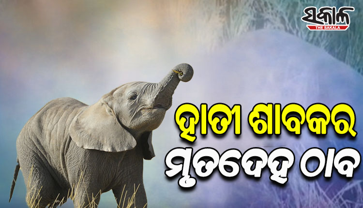 ହଡଗଡ଼ ବନାଞ୍ଚଳରେ ହାତୀଛୁଆର ମୃତଦେହ ଠାବ, ଲଢେଇରୁ ମୃତ୍ୟୁ ହୋଇଥିବା ସୂଚନା