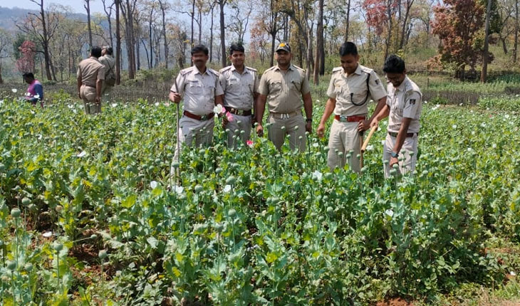 ପୁଣି ଶିମିଳିପାଳରୁ ୧୦କୋଟି ଟଙ୍କାରୁ ଉର୍ଦ୍ଧ୍ବ ମୂଲ୍ୟର ଅଫିମ ଗଛ ନଷ୍ଟ