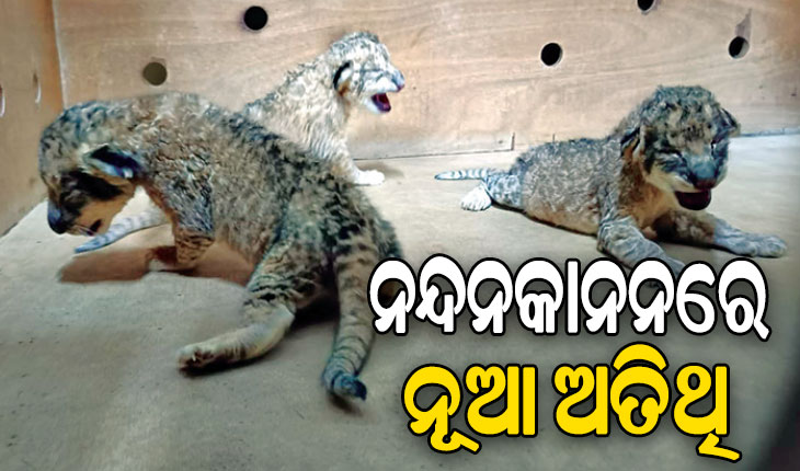 ନନ୍ଦନକାନନରେ ନୂଆ ଅତିଥି, ସିଂହୀ ରେୱା ଜନ୍ମକଲା ୩ ଛୁଆ