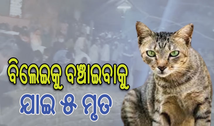 ବିଲେଇକୁ ବଞ୍ଚାଇବାକୁ ଯାଇ ୫ଜଣଙ୍କର ମୃତ୍ୟୁ