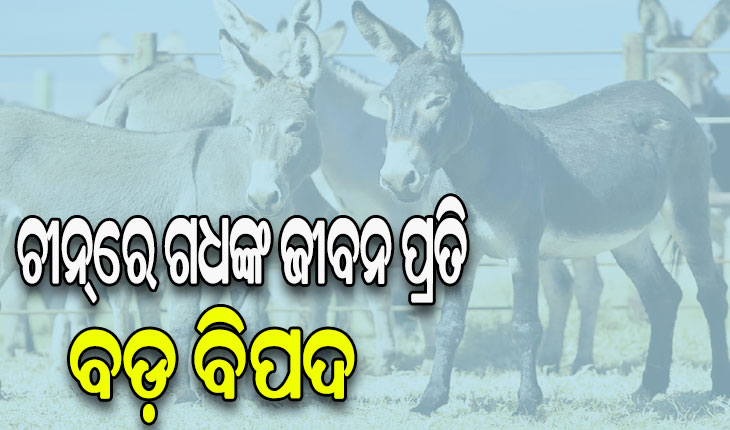 ପାଟିରେ ଲାଗିଛି ରକ୍ତ ନିଶା: ଚୀନ୍‌ରେ ୨ ବର୍ଷରେ ୭୦ ଲକ୍ଷ ଗଧଙ୍କୁ ହତ୍ୟା
