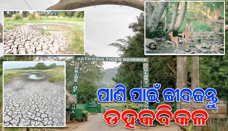 ବର୍ଷା ଅଭାବରୁ ଶୁଖିଗଲାଣି ସାତକୋଶିଆ ଅଭୟାରଣ୍ୟର ନାଳ ଓ ଝରଣା; ପ୍ରବଳ ଗ୍ରୀଷ୍ମ ପ୍ରବାହରେ ହୁତ୍ ହୁତ୍ ହୋଇ ଜଳୁଛି ଜଙ୍ଗଲ