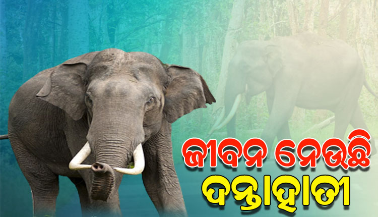 ମହୁଲ ଫୁଲ ଗୋଟାଇବାକୁ ଯାଇଥିଲେ ବୃଦ୍ଧା, ଦଳିଦେଲା ଦନ୍ତା