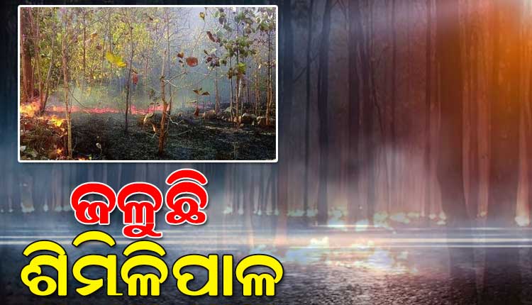 ଶିମିଳିପାଳ ଅଭୟାରଣ୍ୟର ୧୩ଟି ସ୍ଥାନରେ ଲାଗିଛି ନିଆଁ, ଆୟତ୍ତ କରିବାକୁ ବନବିଭାଗର ଉଦ୍ୟମ ଜାରି