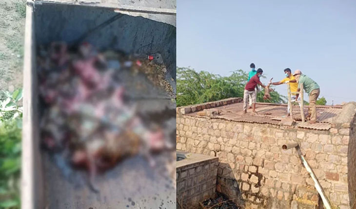 ପିଇବା ପାଣି ଟାଙ୍କିରୁ ୩୦ ମାଙ୍କଡଙ୍କ ମୃତଦେହ ଉଦ୍ଧାର