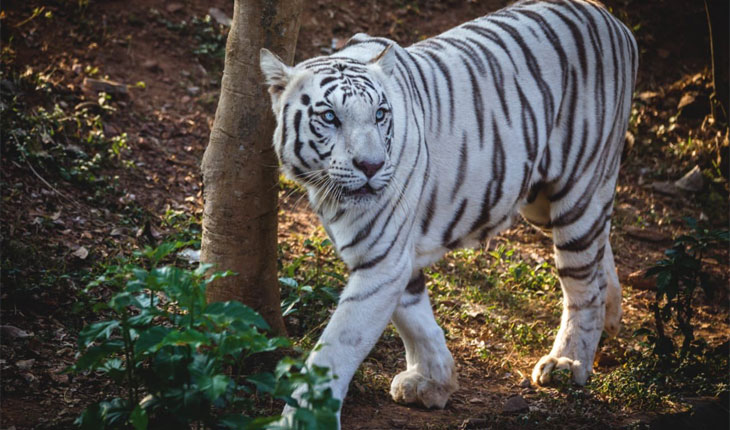 ନନ୍ଦନକାନନରୁ ଆସିଲା ଦୁଃଖଦ ଖବର, ଆଖି ବୁଜିଲା ଧଳା ବାଘୁଣୀ ସ୍ନେହା