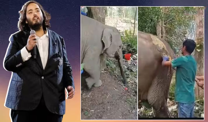 ଅସୁସ୍ଥ ହାତୀ ପାଇଁ ଦେବଦୂତ ସାଜିଲା ଅନନ୍ତ ଅମ୍ବାନୀଙ୍କ ‘ବନ୍‌ତାରା’ ଟିମ୍‌, ୩୫୦୦ କିମି ତ୍ରିପୁରା ଯାଇ କଲେ ଚିକିତ୍ସା