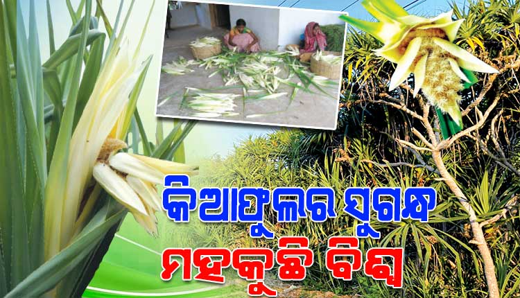 ଅତର ପ୍ରସ୍ତୁତି ପାଇଁ ଗଞ୍ଜାମ କିଆଫୁଲର ଚାହିଦା ବିଶ୍ୱ ଦରବାରରେ ସର୍ବାଧିକ
