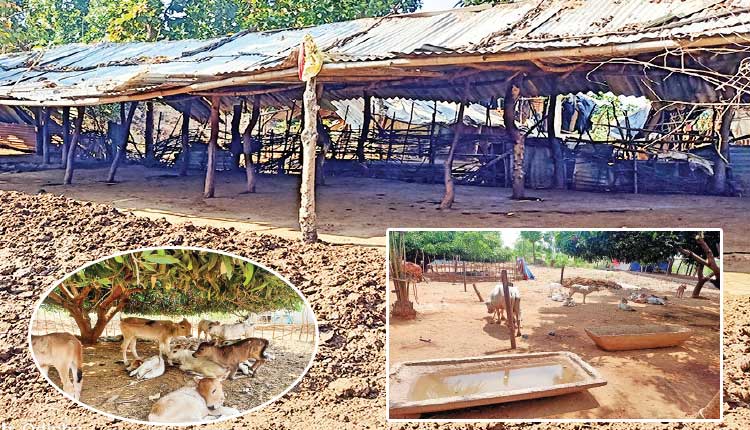 ନିରାଶ୍ରୟ ଗାଈଗୋରୁଙ୍କ ଆଶ୍ରୟସ୍ଥଳ ପାଲଟିଛି ‘ମାହେଶ୍ୱରୀ’ ଗୋଶାଳା ଏବଂ ଜରାଶ୍ରମ