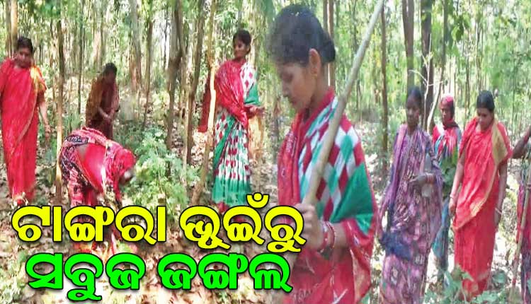 ଟାଙ୍ଗରା ଭୂଇଁରୁ ସବୁଜ ଜଙ୍ଗଲ; ଗାଁ କୁ ଗାଁ ବୁଲିବୁଲି ଜଙ୍ଗଲ ବିଷୟରେ ସଚେତନ କରୁଛନ୍ତି ସୁନାମୁଦି ଗାଁର ମହିଳା