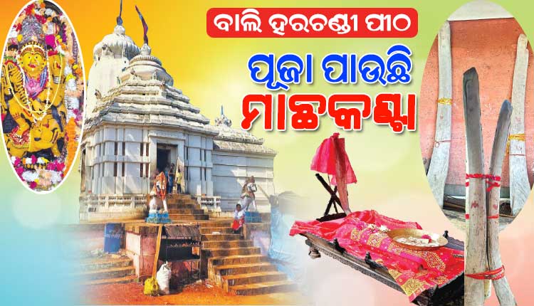 ବାଲି ହରଚଣ୍ଡୀ ପୀଠର ନିଆରା ପରମ୍ପରା: ପୂଜା ପାଉଛି ମାଛକଣ୍ଟା