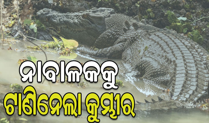 ୮ ବର୍ଷର ବାଳକକୁ ଟାଣିନେଲା କୁମ୍ଭୀର