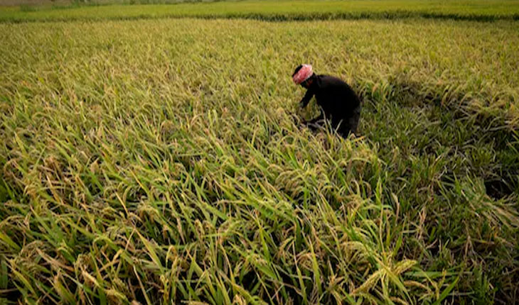 ୧୪ଟି ଖରିଫ ଫସଲ ଉପରେ ବୃଦ୍ଧି ହେଲା ଏମଏସପି