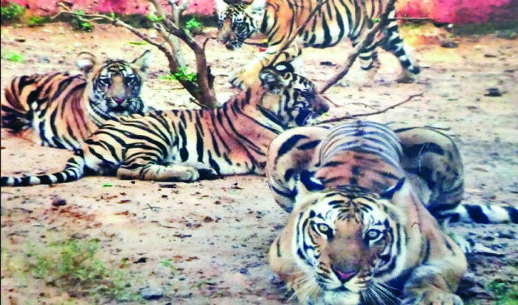 ନନ୍ଦନକାନନରେ ଆଖି ବୁଜିଲା ଅସୁସ୍ଥ ବାଘୁଣୀ ‘ସାରା’