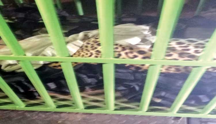 ଗାଁରେ ପଶି ଆତଙ୍କ ଖେଳାଉଥିଲା କଲରାପତରିଆ ବାଘ, ୮ ଘଣ୍ଟା ପରେ କାବୁ କଲା ବନବିଭାଗ