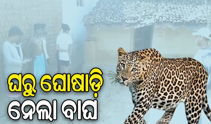 ଗରମ ପାଇଁ କବାଟ ଖୋଲି ଶୋଇଥିଲେ, ଘରୁ ଘୋଷାଡ଼ି ନେଲା ବାଘ