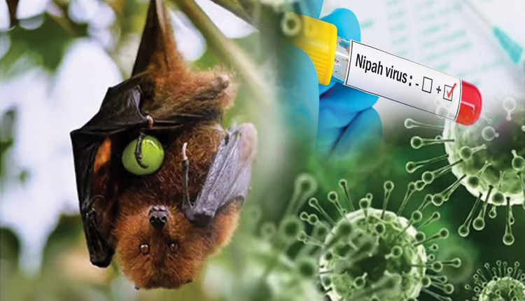 କେରଳରେ ପୁଣି ବ୍ୟାପୁଛି ନିପା ଭୂତାଣୁ, ଜଣେ ୧୪ ବର୍ଷୀୟ ବାଳକ ସଂକ୍ରମିତ