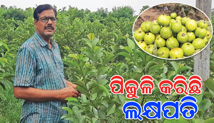 ଉନ୍ନତମାନର ପିଜୁଳି ଚାଷ କରି ଲକ୍ଷପତି ହୋଇପାରିଛନ୍ତି ଅନୁଗୋଳର ସୁବାସ ଚନ୍ଦ୍ର ପ୍ରଧାନ