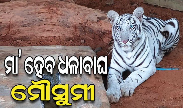 ନନ୍ଦନକାନନ ପାଇଁ ଖୁସି ଖବର: ମାଆ ହେବାକୁ ଯାଉଛି ଧଳା ବାଘୁଣୀ ମୌସୁମୀ