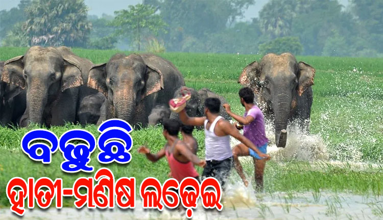 ହାତୀ-ମଣିଷ ଲଢ଼େଇ : ମୃତ୍ୟୁରେ ଓଡ଼ିଶା ଆଗୁଆ