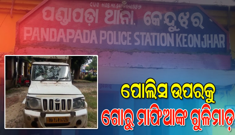 ଗୋରୁ ଚାଲାଣକାରୀ ଓ ପୋଲିସ ମଧ୍ୟରେ ଗୁଳି ବିନିମୟ; ଜଣେ ଗୋରୁ ତସ୍କର ଗୁରୁତର, ୨ ପୋଲିସ କର୍ମଚାରୀ ଆହତ