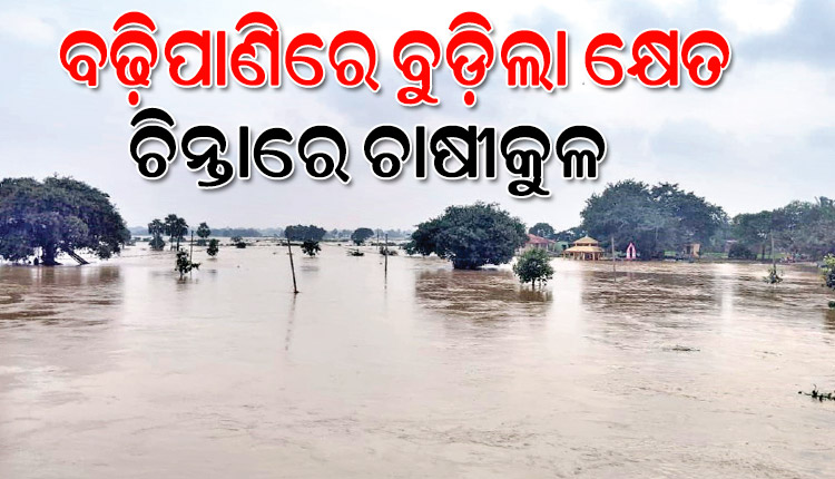 ରାଜ୍ୟରେ ଲଘୁଚାପ ପ୍ରଭାବରେ ଲଗାଣ ବର୍ଷା: ହଜାର ହଜାର ଏକର ଚାଷଜମି କ୍ଷତିଗ୍ରସ୍ତ, ଚିନ୍ତାରେ ଚାଷୀକୁଳ