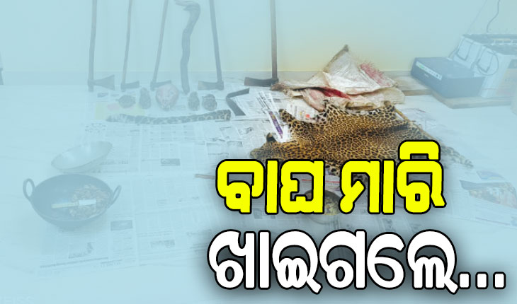 ରୋଷେଇ ହେଉଥିଲା କଲରାପତରିଆ ମାଂସ, ରନ୍ଧା ମାଂସ ସହ ବାଘ ଚମଡ଼ା ଜବତ