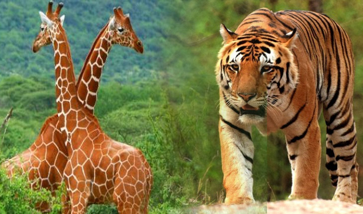 ଓଡ଼ିଶା ଆସିବେ ୫ ମହାବଳ ବାଘ, ନନ୍ଦନକାନନ ଆସିବେ ୨ ଜିରାଫ