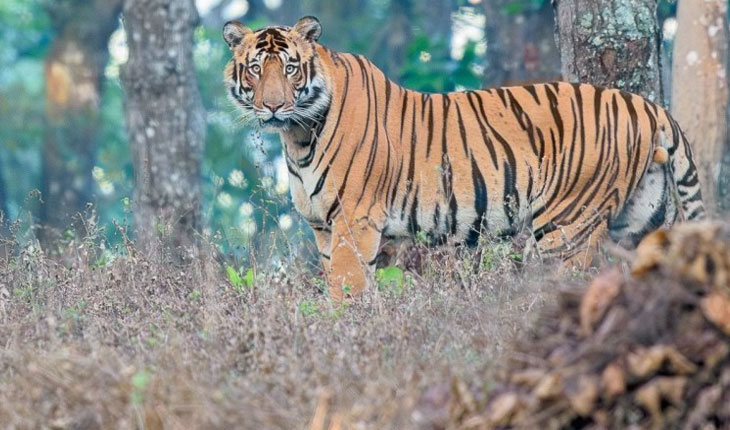 ସାତକୋଶିଆରେ ପୁଣି ଆରମ୍ଭ ହେବ ବ୍ୟାଘ୍ର ପ୍ରକଳ୍ପ, ପର୍ଯ୍ୟାୟକ୍ରମେ ଆସିବେ ୧୪ ବାଘ…