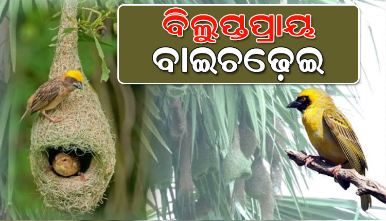 ଅସନ୍ତୁଳନ ପରିବେଶ ଓ ଜୈବ ବିବିଧତା ଯୋଗୁଁ ଆଜି ପ୍ରକୃତି କୋଳରୁ ନିଶ୍ଚିହ୍ନ ହେବାକୁ ବସିଲେଣି ବାଇଚଢ଼େଇ