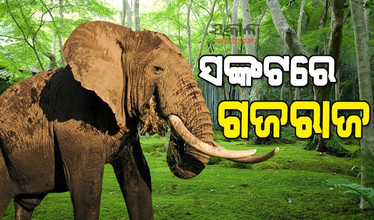 ବାରିପଦା ବନଖଣ୍ଡରୁ ପୁଣି ଏକ ହାତୀର ମୃତଦେହ ଉଦ୍ଧାର, ମୃତ୍ୟୁର କାରଣ ଅସ୍ପଷ୍ଟ