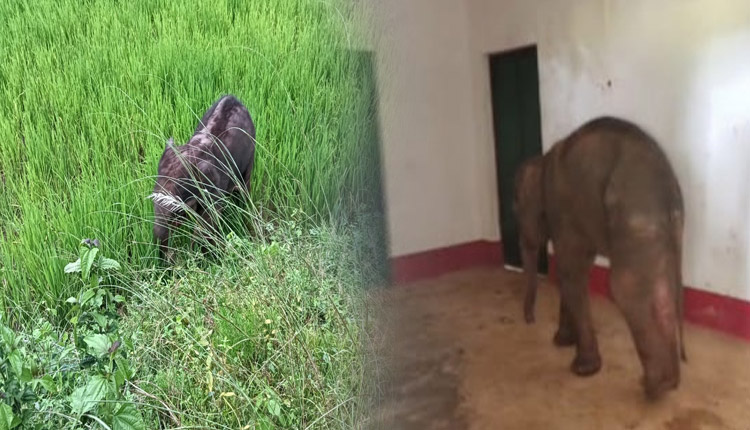 ତେଲକୋଇ ରେଞ୍ଜ କୃଷ୍ଣପୁର ସଂରକ୍ଷିତ ଜଙ୍ଗଲ ନିକଟରୁ ମାଈ ହାତୀଛୁଆ ଉଦ୍ଧାର, ପଡାଙ୍ଗ ବନ୍ଧନଝରି ବିଟରେ ଚାଲିଛି ଚିକିତ୍ସା