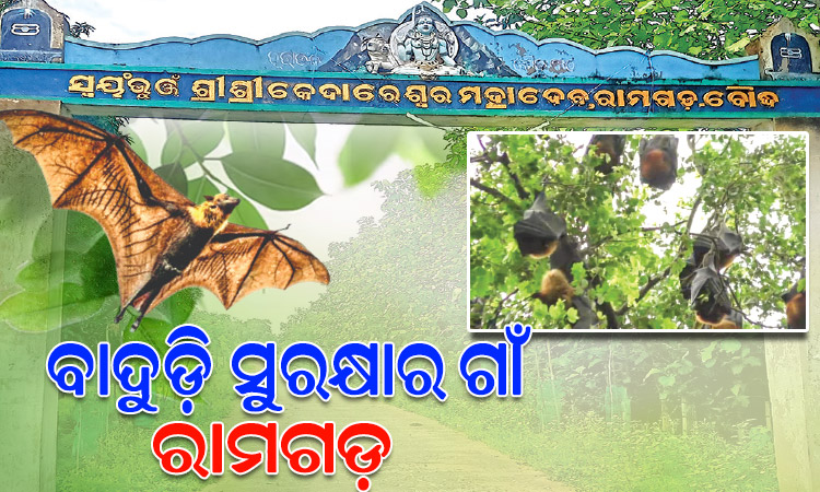 ରାମଗଡ଼ ଗ୍ରାମବାସୀଙ୍କ ପ୍ରଚେଷ୍ଟା ପାଇଁ ବାଦୁଡ଼ିଙ୍କ କିଚିରିମିଚିରି ଶବ୍ଦରେ ଗୁଞ୍ଜରିତ ହେଉଛି ପୁରା ପରିବେଶ