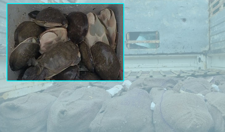 କଇଁଛ ଚୋରା ଚାଲାଣବେଳେ ମାଡ଼ି ବସିଲା ବନବିଭାଗ: ୯୩୫ କିଲୋ କଇଁଛ ଜବତ, ୨ ଗିରଫ