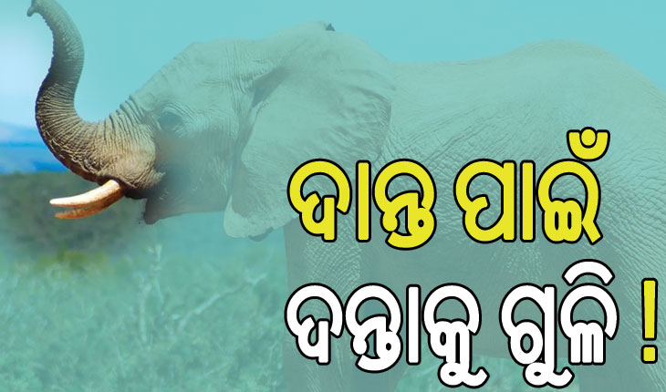 ଦନ୍ତାହାତୀକୁ ଗୁଳି କରି ହତ୍ୟାପରେ ଦାନ୍ତ କାଢିନେଲେ ଶିକାରୀ
