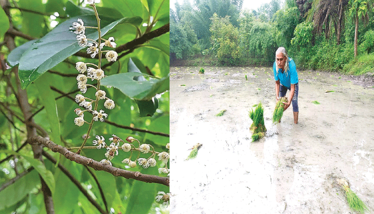 ପାଠଶାଳାରୁ ପରିବେଶ ଚିନ୍ତା
