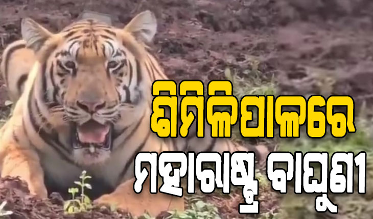 ଶିମିଳିପାଳରେ ମହାରାଷ୍ଟ୍ର ବାଘୁଣୀ ‘ଯମୁନା’, ଗତିବିଧି ଉପରେ ନଜର ରଖିଛି ବନ ବିଭାଗ…