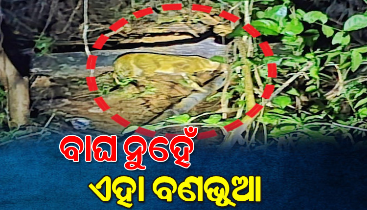 ବିମାନବନ୍ଦର ନିକଟରେ କଲରାପତରିଆ ବାଘ ଦେଖାଯିବା ଘଟଣା; ବାଘ ନୁହେଁ, ଏହା ବଣଭୂଆ ବୋଲି କହିଲା ବନ ବିଭାଗ