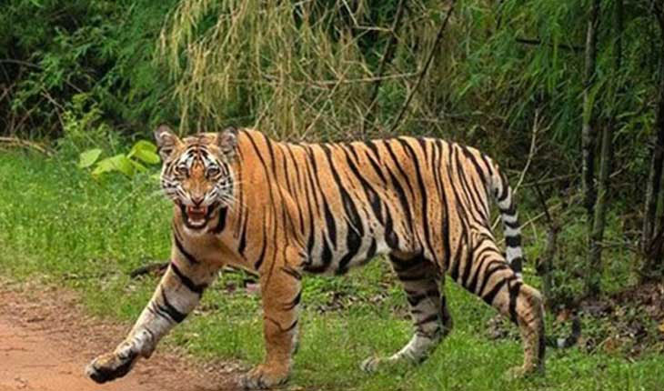 ୫ ବର୍ଷର ବାଘ ହଜାରେ କି.ମି ଦୂରରୁ ଆସିଛି: ପିସିସିଏଫ