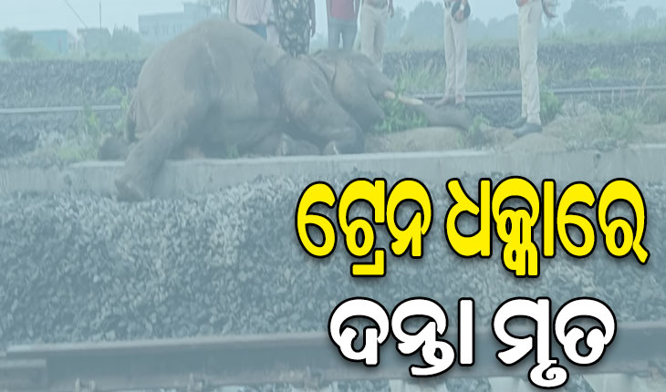 ମାଲବାହୀ ଟ୍ରେନ ଧକ୍କାରେ ଦନ୍ତା ହାତୀର ମୃତ୍ଯୁ