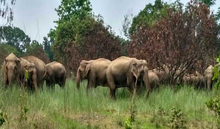 ଆଠଗଡ଼ ବନଖଣ୍ଡ ଅଧିନରେ ଥିବା ପାଞ୍ଚଟି ରେଞ୍ଜରେ ଚାଲିଛି ହାତୀ ଗଣନା