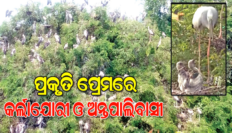 ପ୍ରକୃତି ପ୍ରେମରେ କର୍ଲାଯୋରୀ ଓ ଅନ୍ତପାଲିବାସୀ: ବିଦେଶୀ ପକ୍ଷୀଙ୍କ କଳରବ