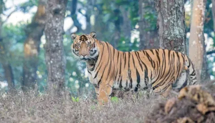 ଗଜପତିରେ ପୁଣି ବାଘ ଆତଙ୍କ!