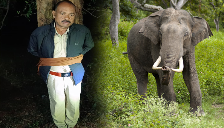 ହାତୀ ପାଇଁ ଉତ୍ତେଜନା, ଫରେଷ୍ଟରଙ୍କୁ ଗଛରେ ବାନ୍ଧିଲେ ଗ୍ରାମବାସୀ