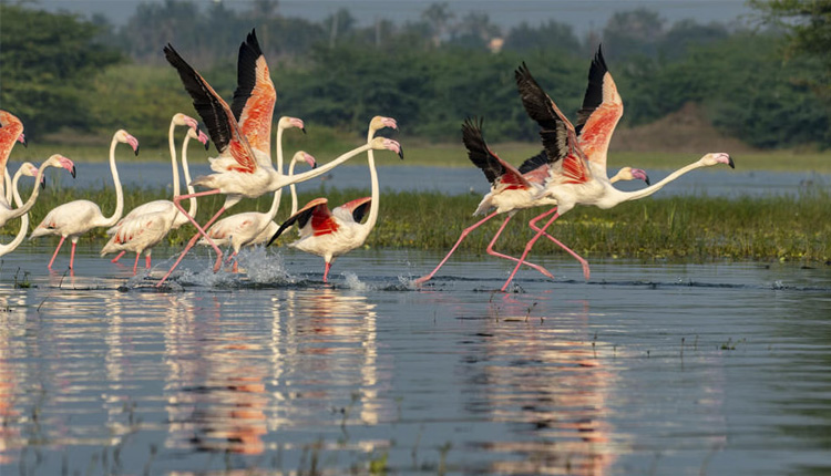 ଜାନୁଆରୀରେ ଆରମ୍ଭ ହେବ ପକ୍ଷୀ ଗଣନା: ପରିବେଶ ମନ୍ତ୍ରୀ ଗଣେଶ ରାମ ସିଂ ଖୁଣ୍ଟିଆ